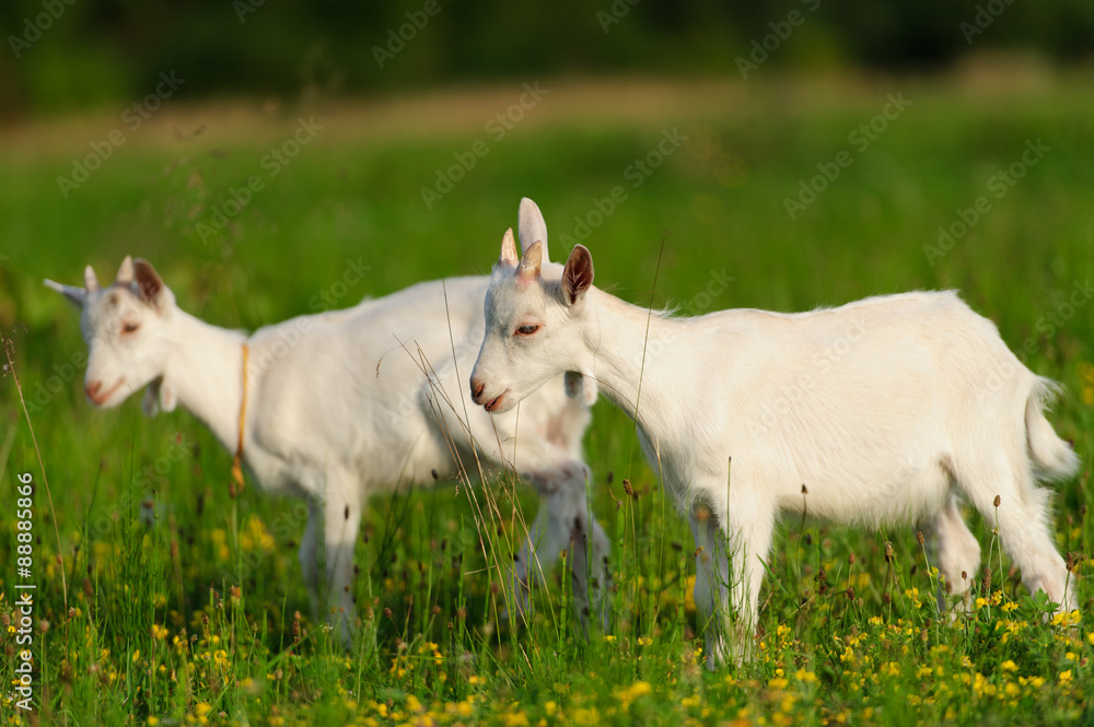 goatling goatling