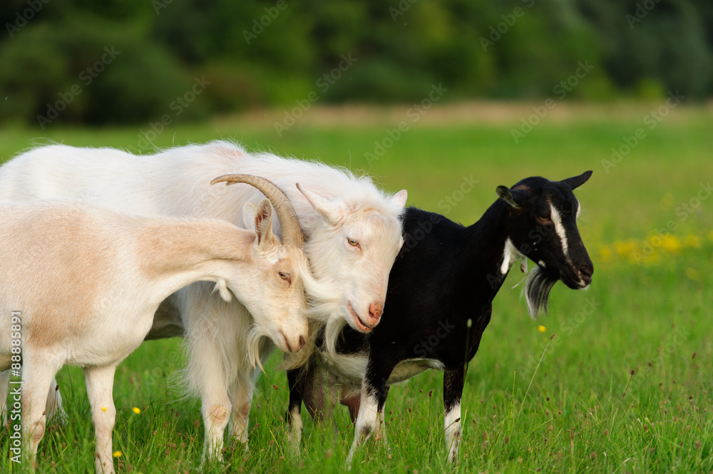 goatling