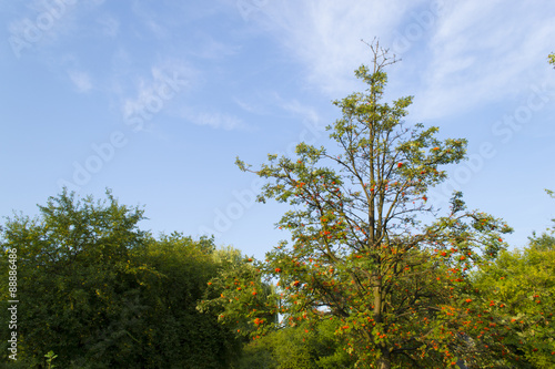 Rowan-tree with ripe orange berries