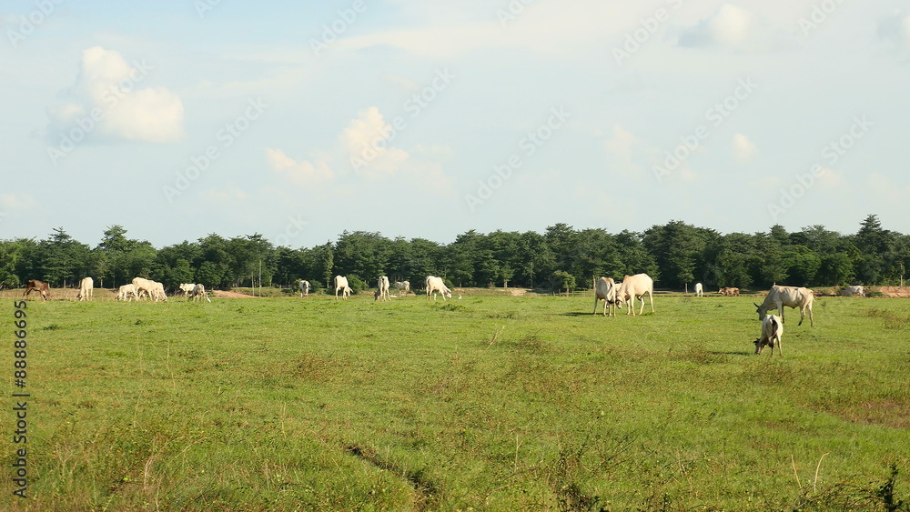 Herd of cows grazing in a grass field Herd of cows grazing in a grass field