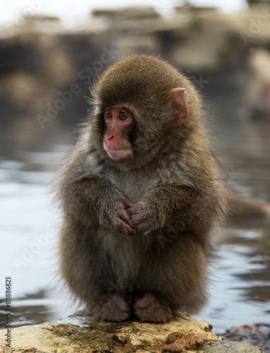 Cute and funny Japanese macaque, snow monkeys, Nagano prefecture,Japan
