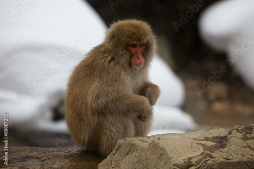 Cute and funny Japanese macaque  snow monkeys  Nagano prefecture Japan