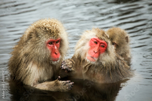 Cute and funny Japanese macaque, snow monkeys, Nagano prefecture,Japan © Cristian Andriana
