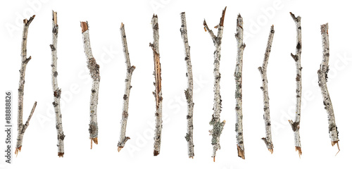 Collection dry branches birch isolated on white