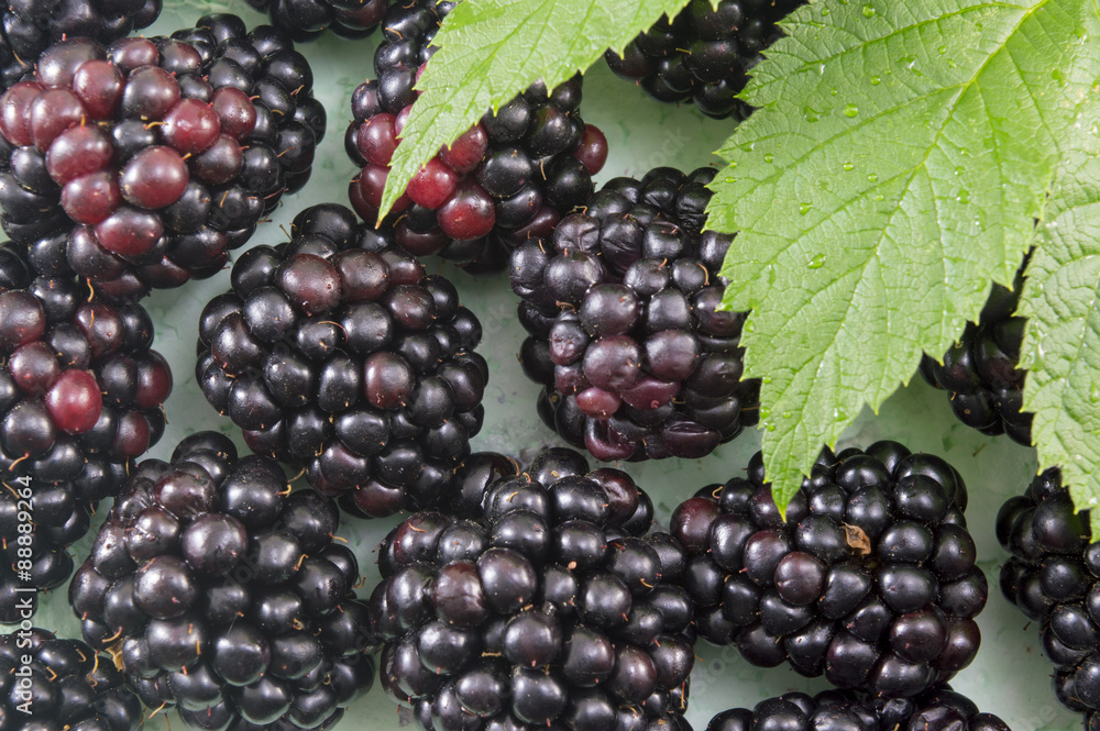 Fresh blackberries on blackberry leaf Fresh blackberries on blackberry leaf