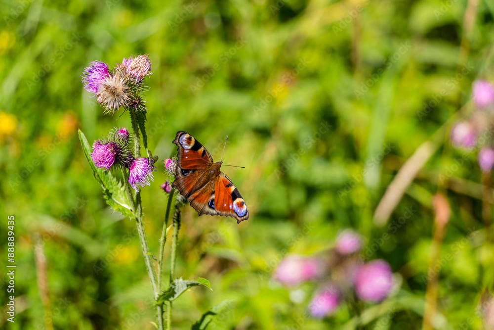 Beautifull butterfly on flower
Beautifull butterfly on flower