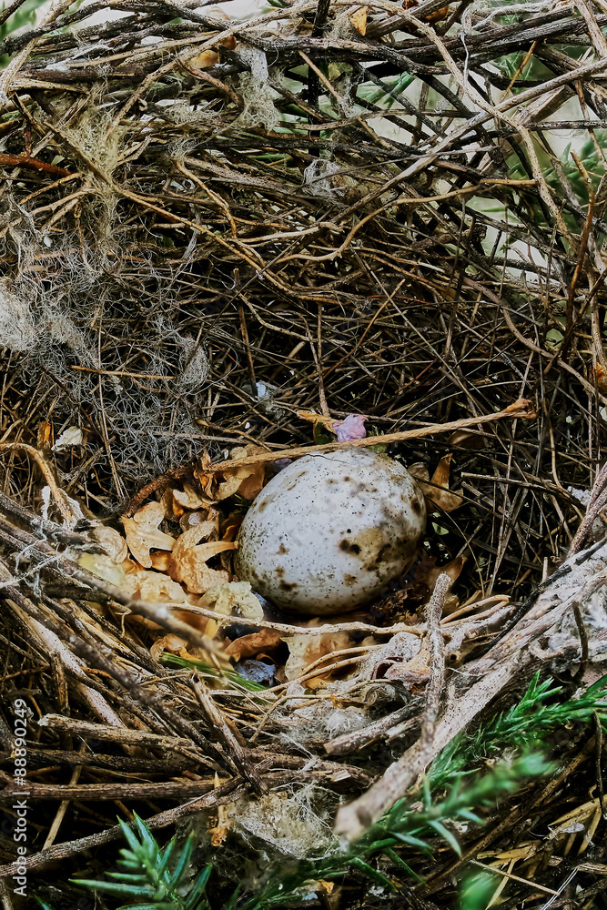 Bird's nest Bird's nest