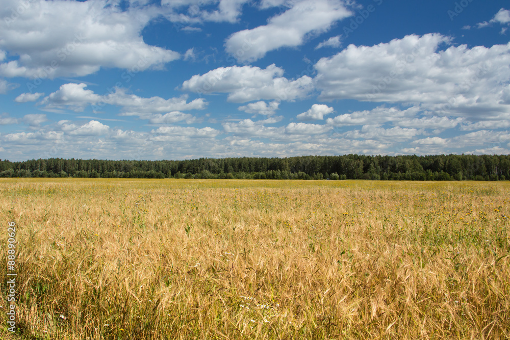 Field of rye Field of rye