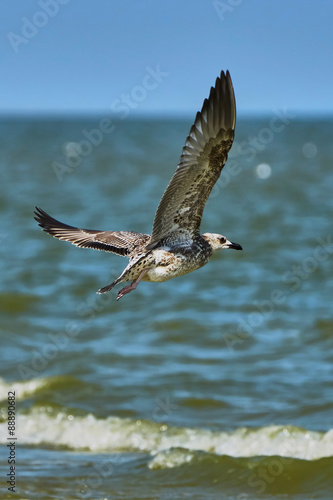  Common gull in flight