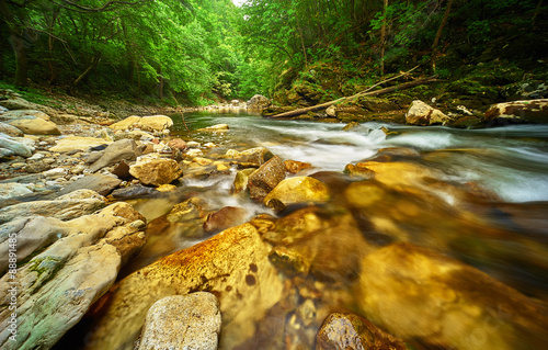 Water Stream in Forest photo