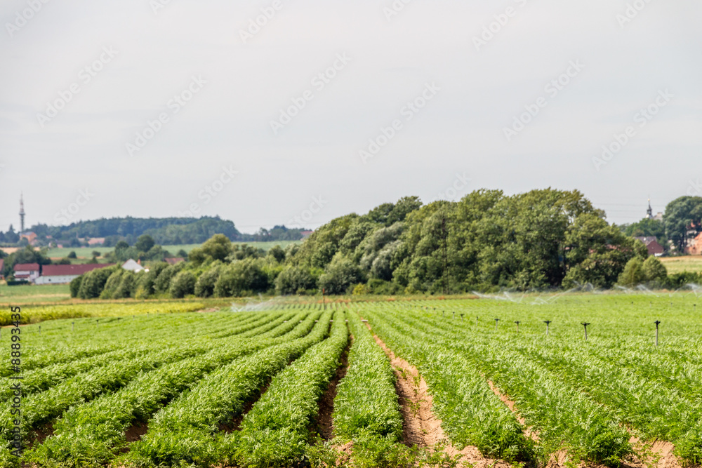 Vegetable field on the country side
