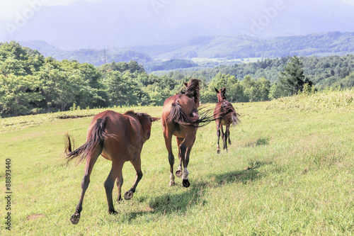 馬の集団 © makieni