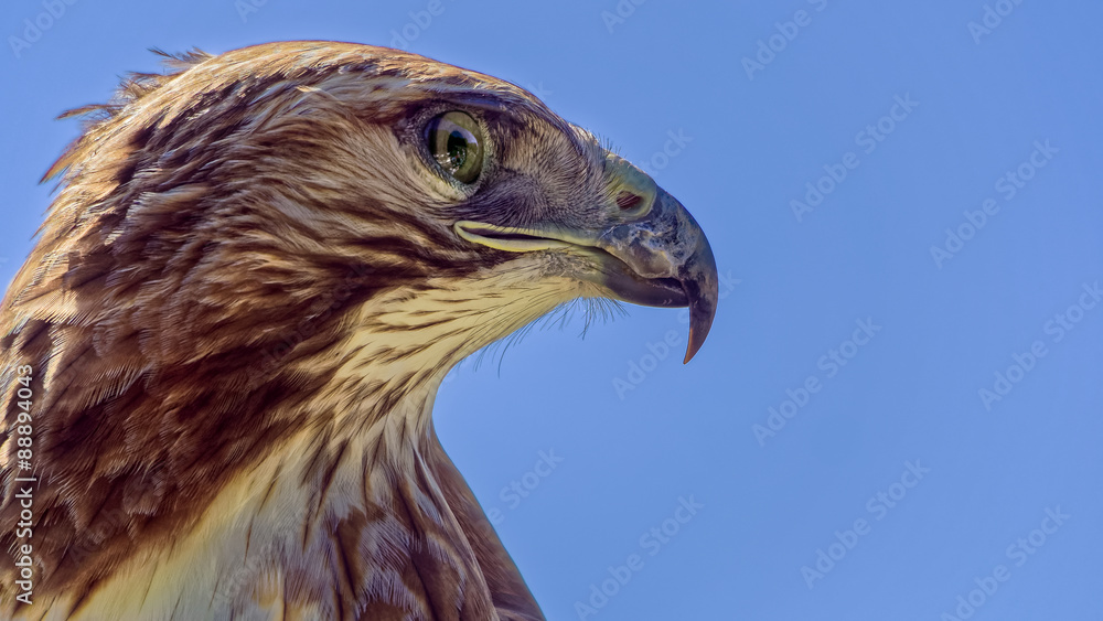 Red-tailed Hawk (Buteo jamaicensis) Red-tailed Hawk (Buteo jamaicensis)