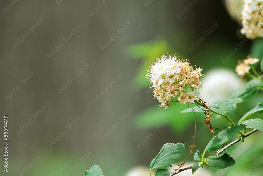 Ersten Blüten im Frühjahr