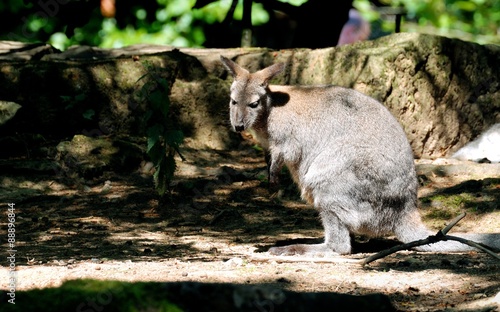 Kangaroo © Forance