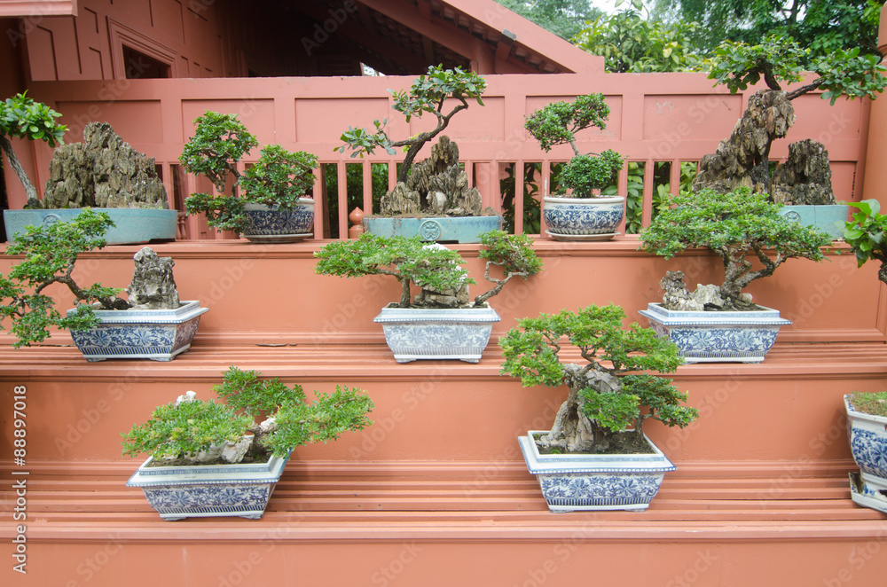 bonsai plants in pot