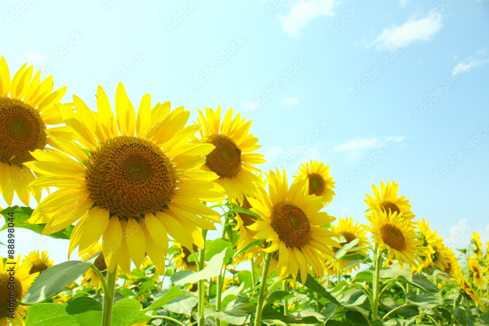 Fototapeta premium 山梨県北杜市のサンフラワーフェスタ2015