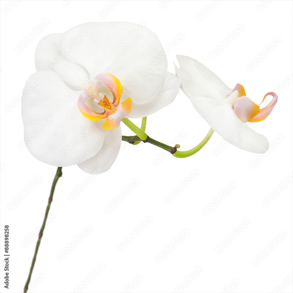 Obraz premium White ochid isolated on white background.