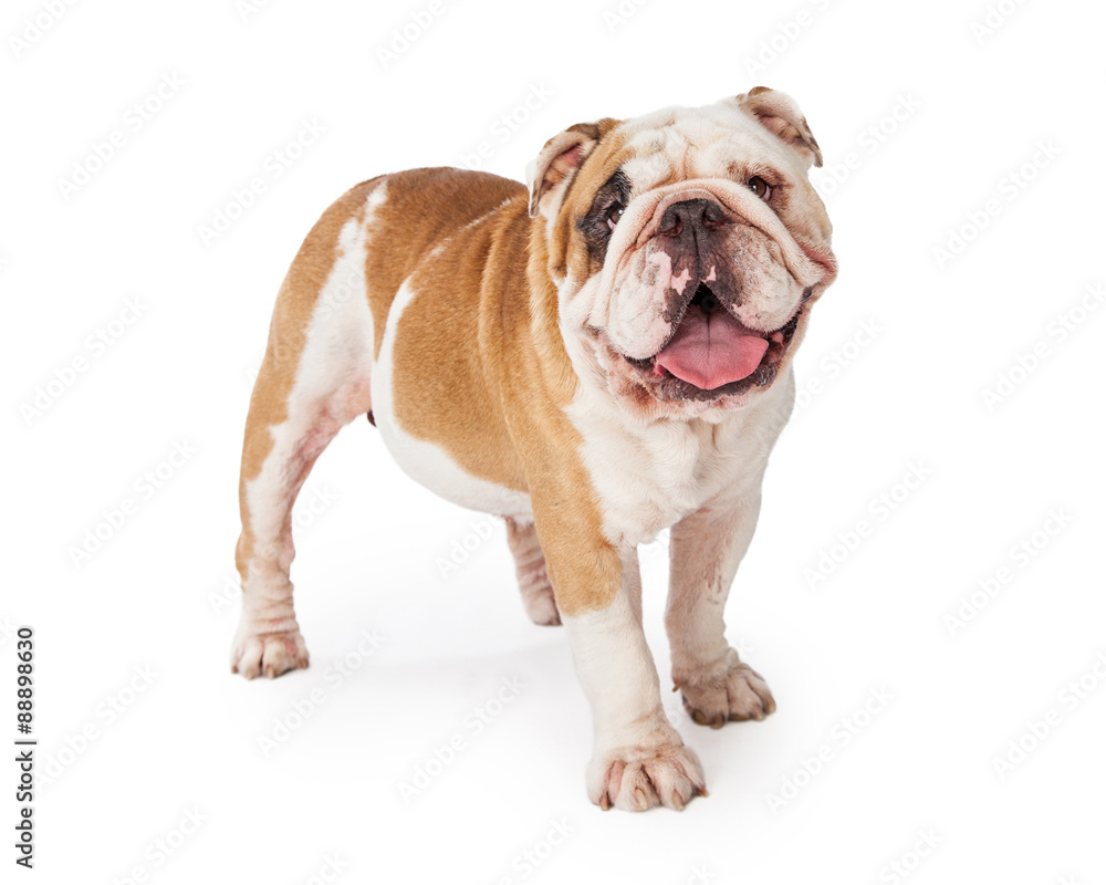 Adorable And Happy Bulldog Standing