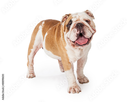 Adorable And Happy Bulldog Standing