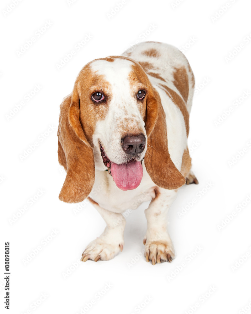 Basset Hound Dog Tongue Out