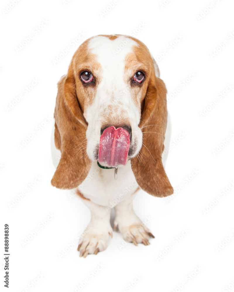 Basset Hound Dog With Tongue Licking Lips