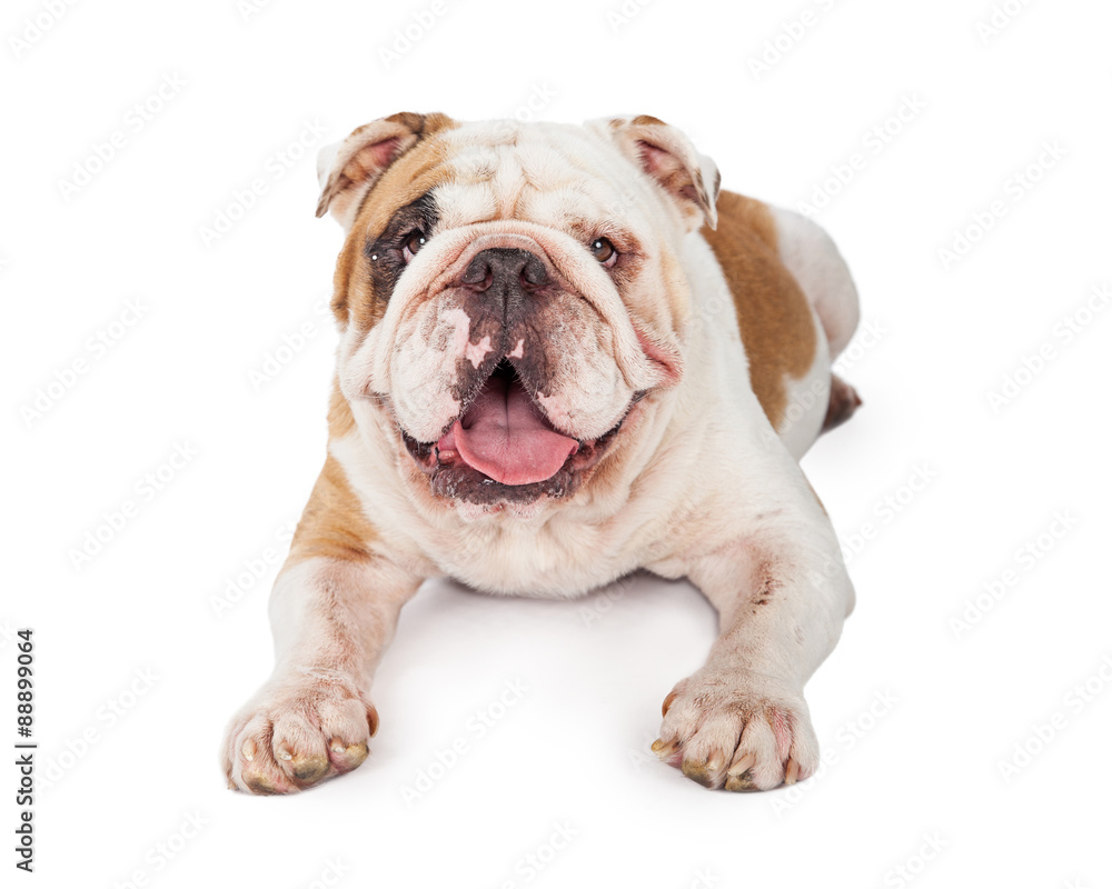 Closeup Of Happy Bulldog Laying