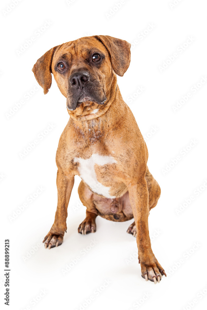 Curious Large Mixed Breed Dog Sitting Curious Large Mixed Breed Dog Sitting