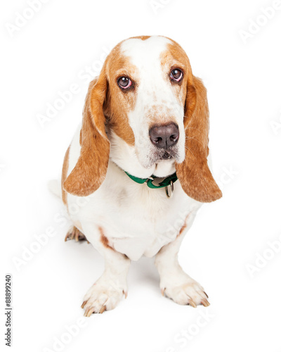 Cute and Sad Looking Basset Hound Dog