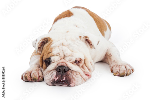 Cute and Tired Bulldog Laying