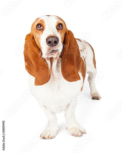 Funny Face Basset Hound