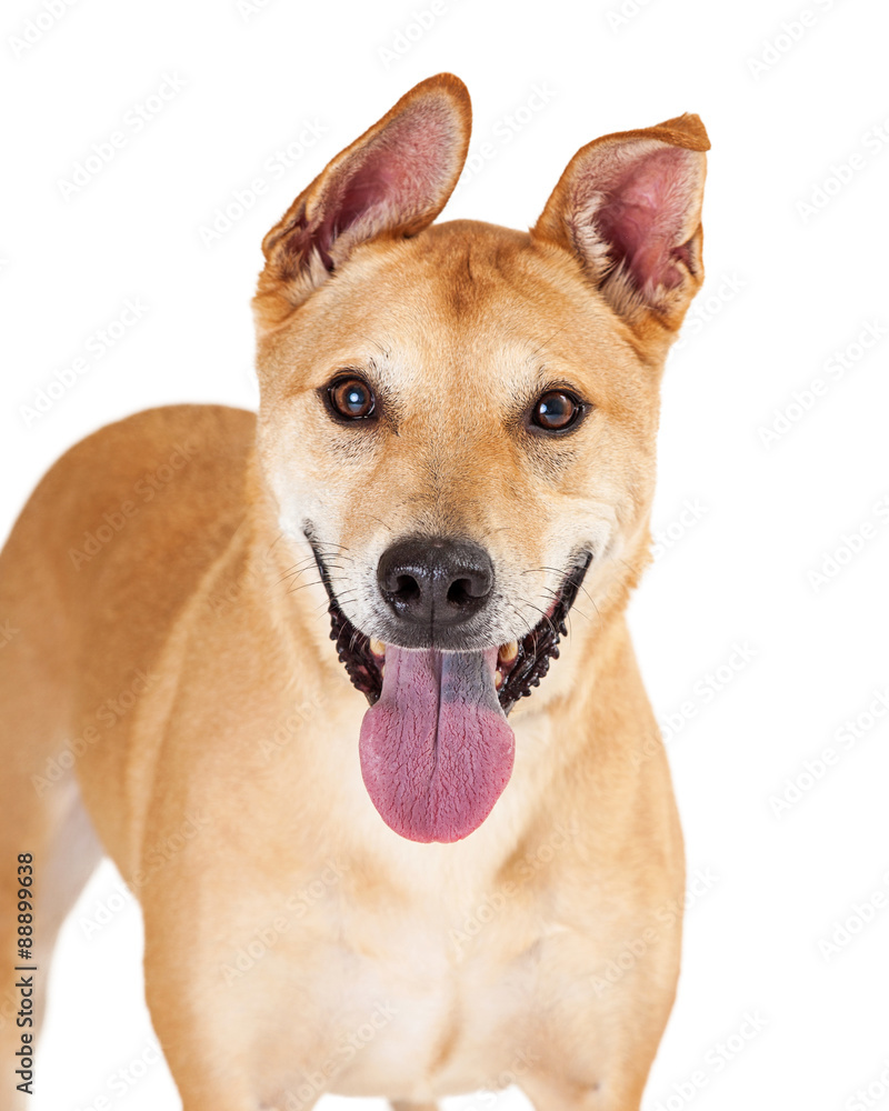 Happy Shiba Inu Dog Closeup