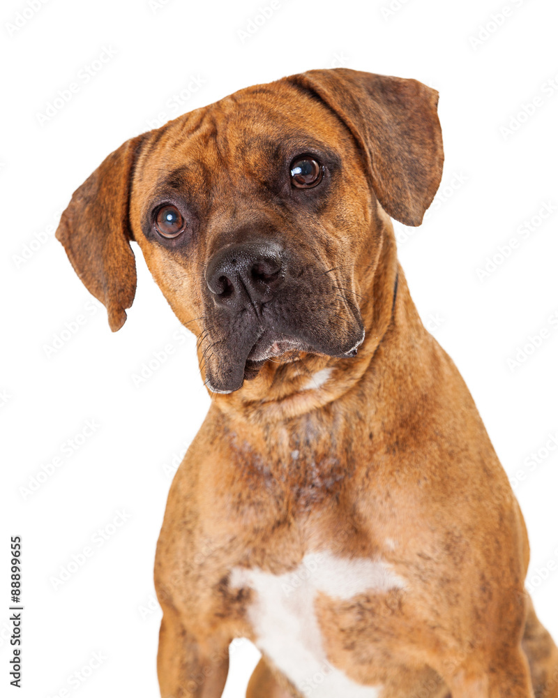 Head Shot Of Large Mixed Breed Dog
