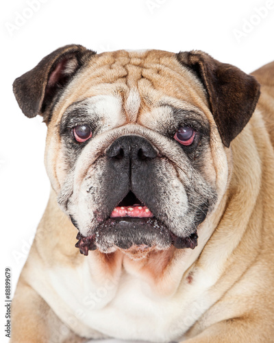 Headshot Of Happy Bulldog © adogslifephoto