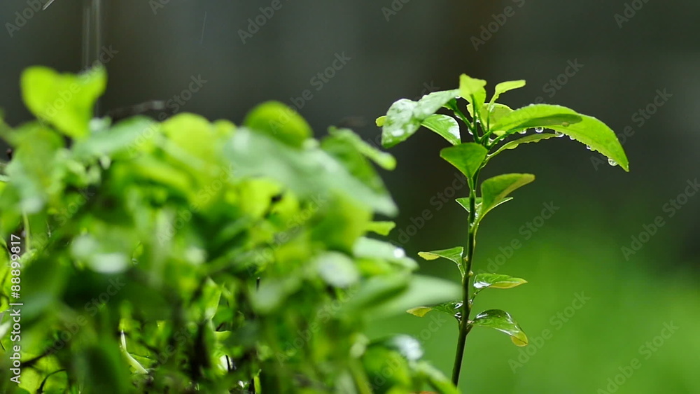 Young tree and rain close up shot slow motion Young tree and rain close up shot slow motion