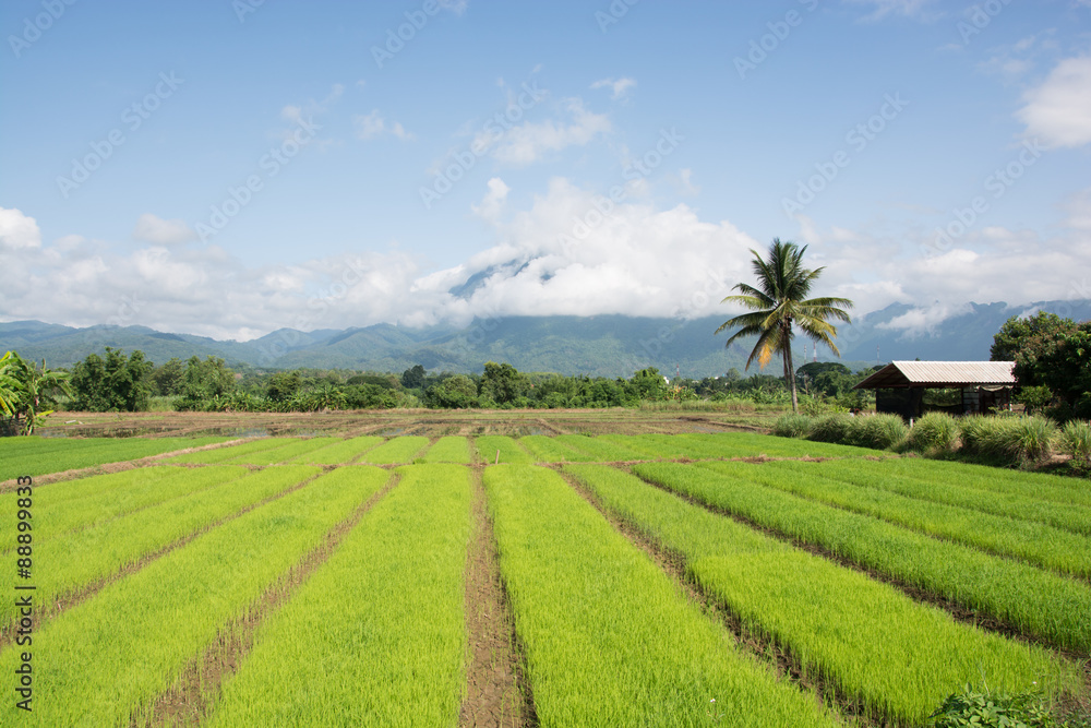 rice seedlings field