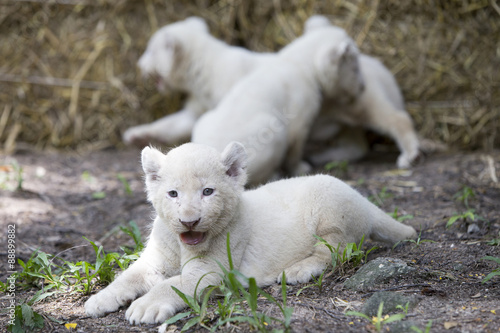 A Pride of White Lion Cubs