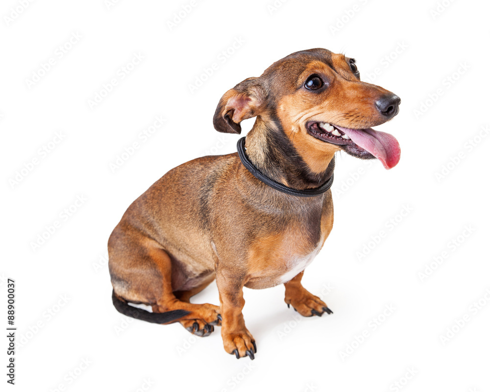 Tired and Thirsty Dachshund Crossbreed Dog Sitting Tired and Thirsty Dachshund Crossbreed Dog Sitting