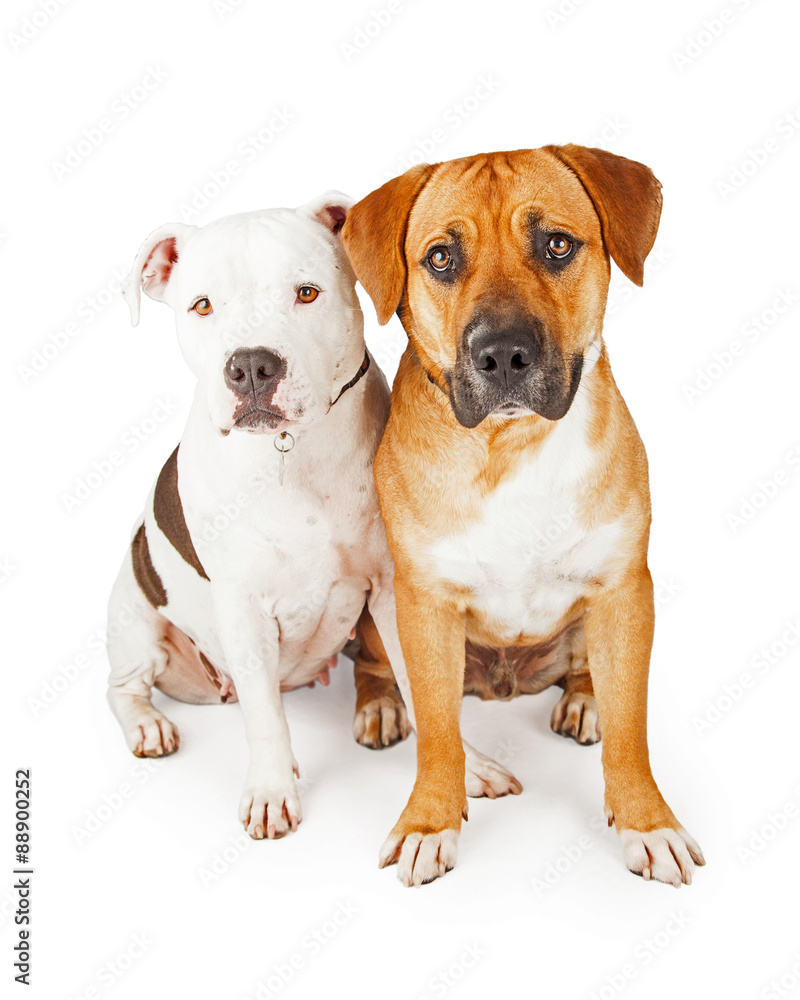 American Staffordshire and Large Mixed Breed Dogs Sitting Togeth
