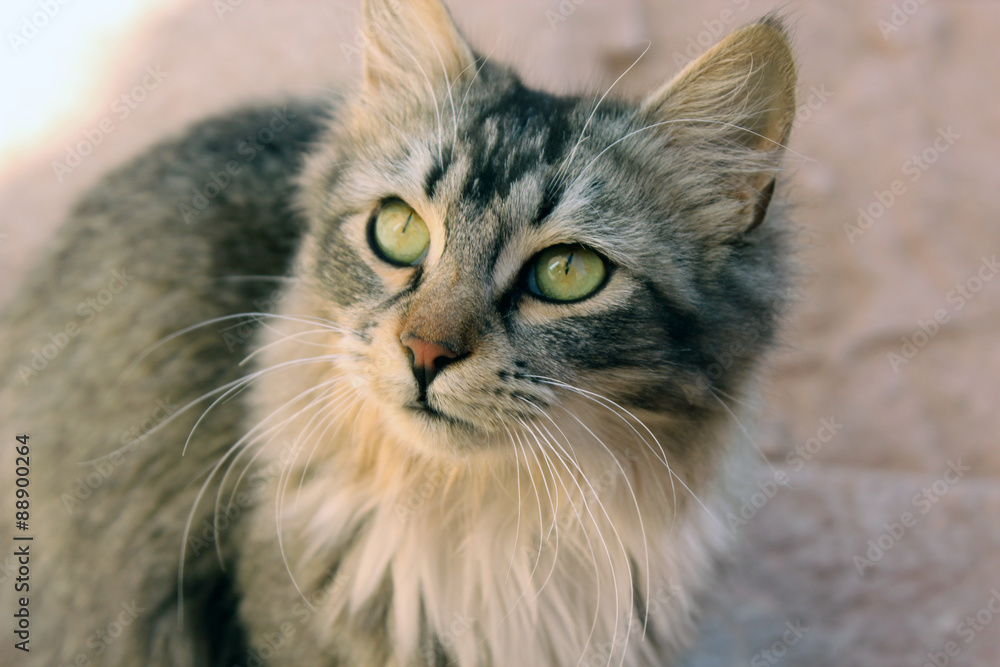 Beautiful cat with beautiful eyes