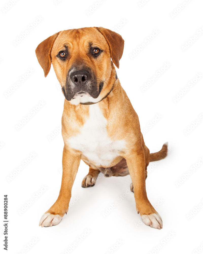 Atttentive Large Mixed Breed Dog Sitting