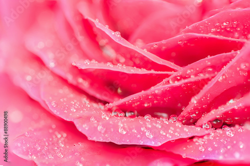 Pink rose petal with water drop,nature abstract concept.