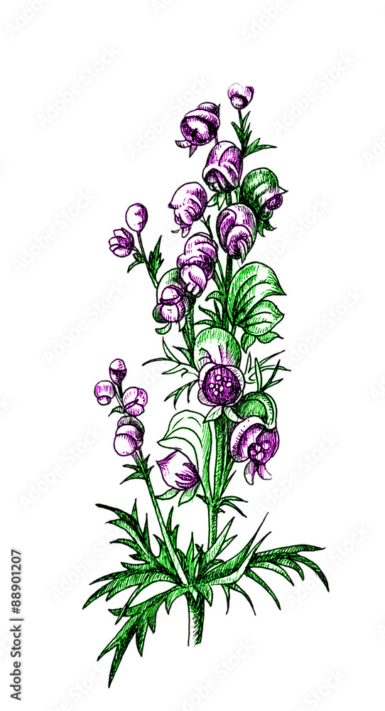 Aconitum. Botany Aconitum. Botany