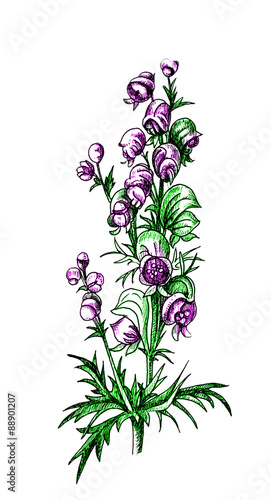 Aconitum. Botany