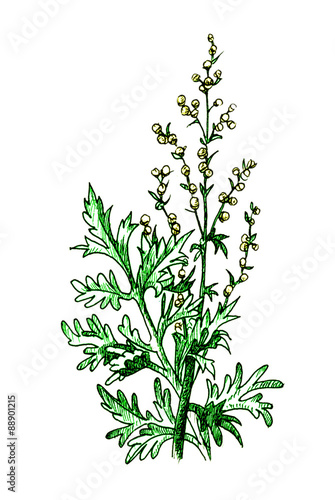 Wormwood. Artemisia absinthium. Botany