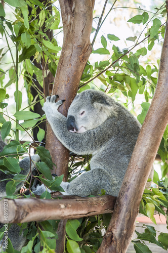 Fototapeta Naklejka Na Ścianę i Meble -  Sleepy koala resting in a tree