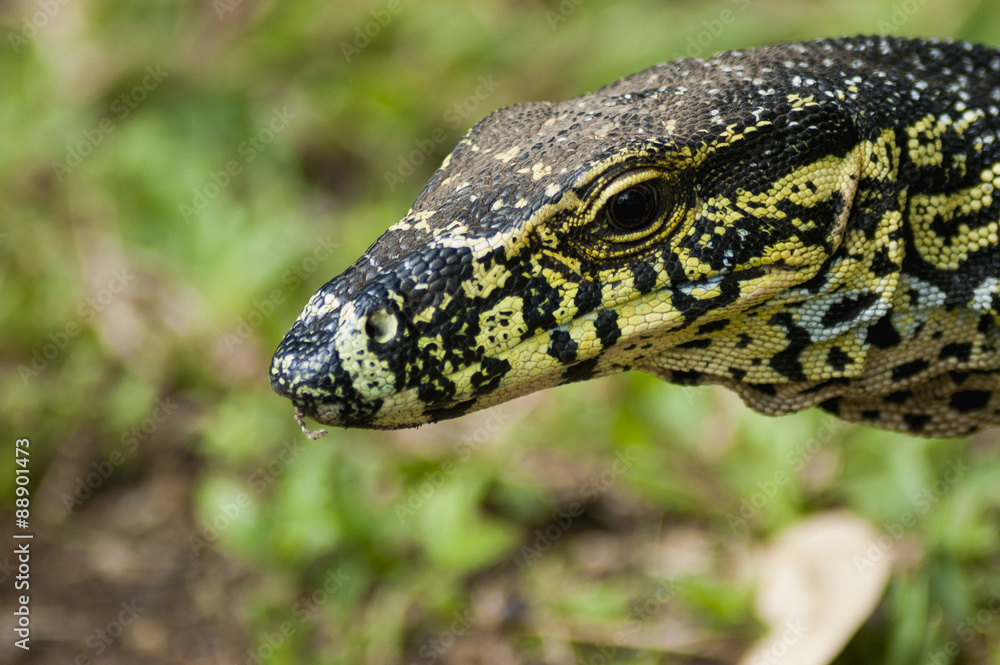 Head of a monitor lizard Head of a monitor lizard