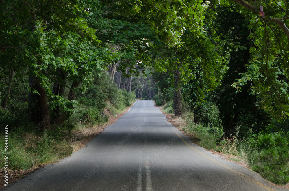 forest road