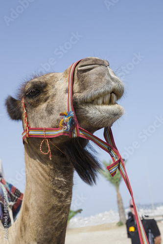 Cute transport camel with bridle