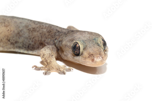 wall-lizard with rough and grain bady  isolated on white background  